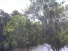 Foliage Near Our Port Orleans Room